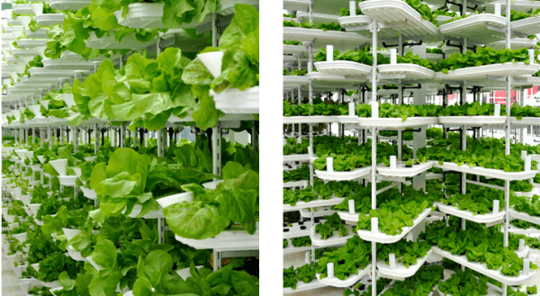 Vertical Cultivation Information For Beginners Agri Farming