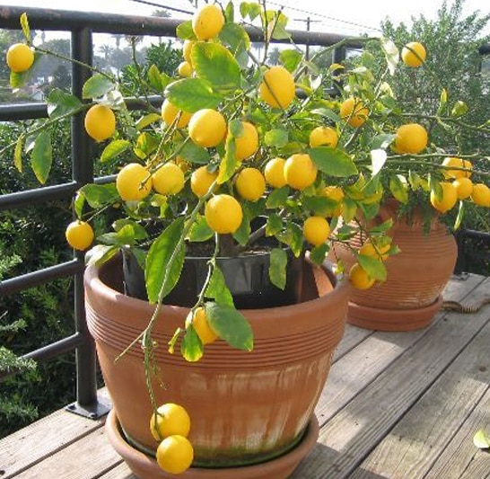 Growing Lemons In Containers Information Agri Farming