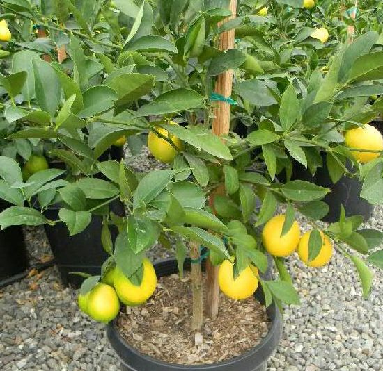 Growing Lemons In Containers Information Agri Farming