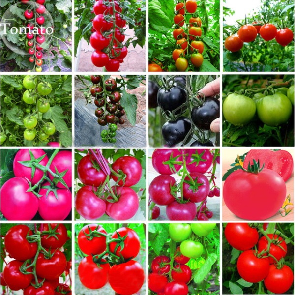 Growing Tomatoes In Containers At Home Agri Farming