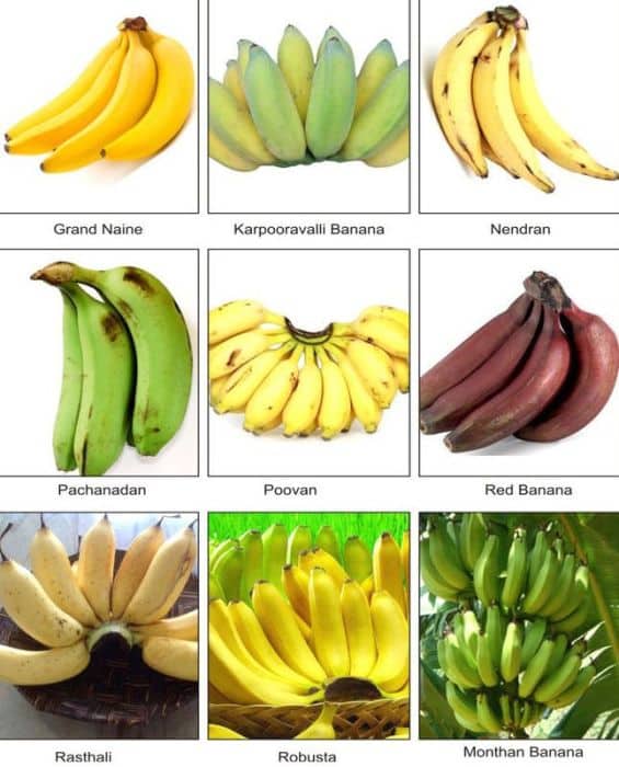 Banana Varieties List