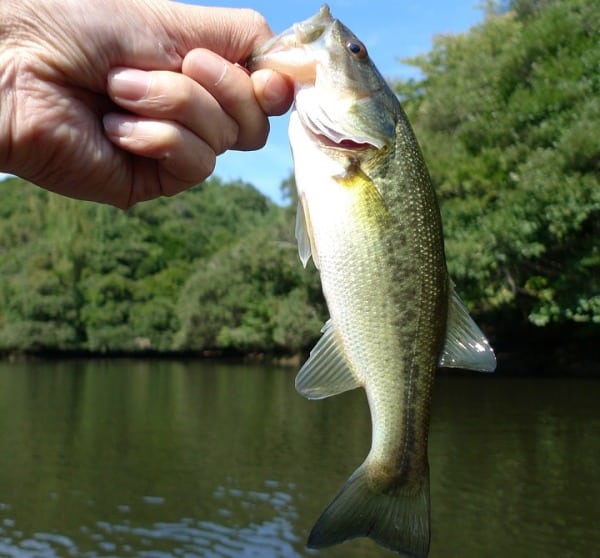 Fish Pond Design and Construction Plan For Beginners Agri Farming
