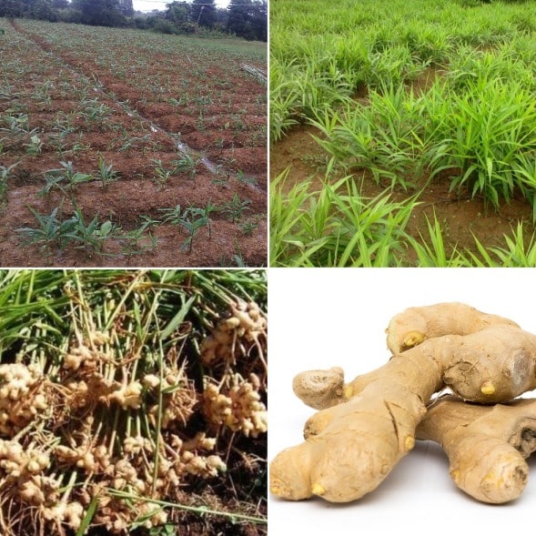 Ginger Farming Information Guide Agri Farming