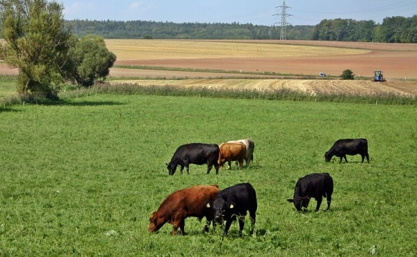 Angus Cattle Facts, Characteristics, and Profile Agri Farming