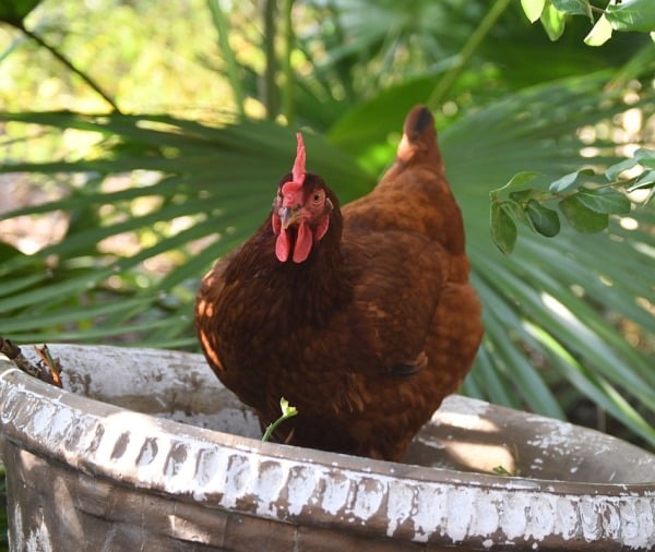 Rhode Island Chicken Facts, Profile, and Characteristics Agri Farming