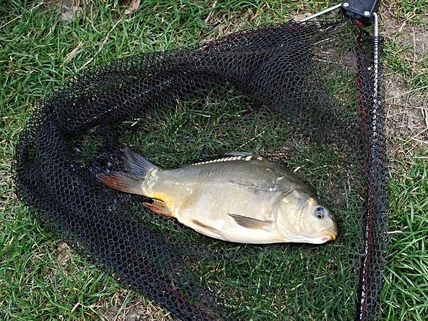 Fish Farming Project Proposal; Fish Farming Loan, Subsidy | Agri Farming