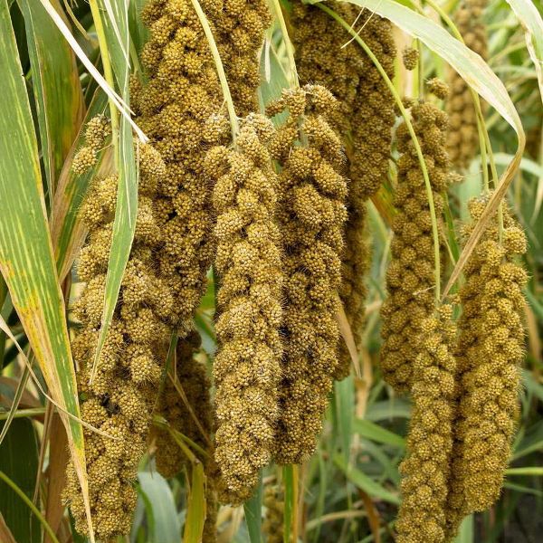 Millets Farming; Millets Cultivation Practices Agri Farming