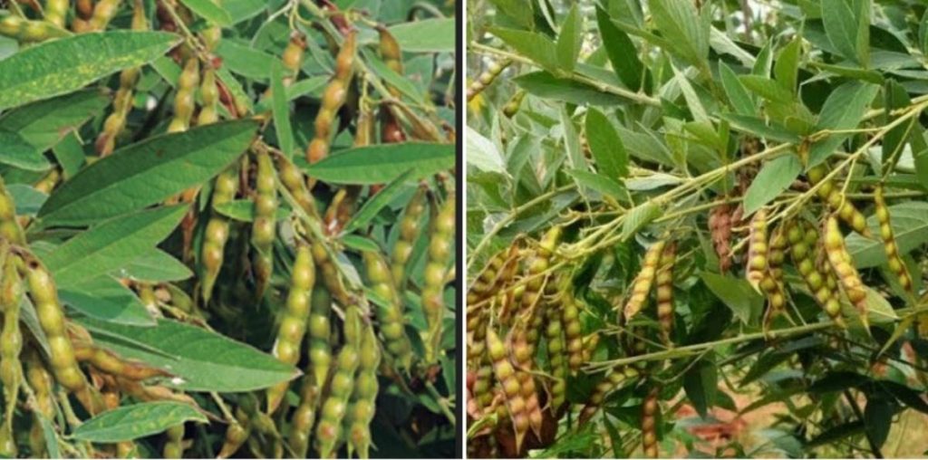 Red gram Cultivation (Toor Dal), Project Report Agri Farming