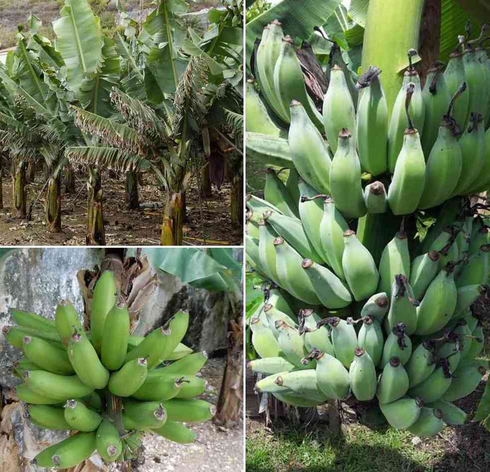 Curry Banana Cultivation (Raw Banana), and Yield Agri Farming