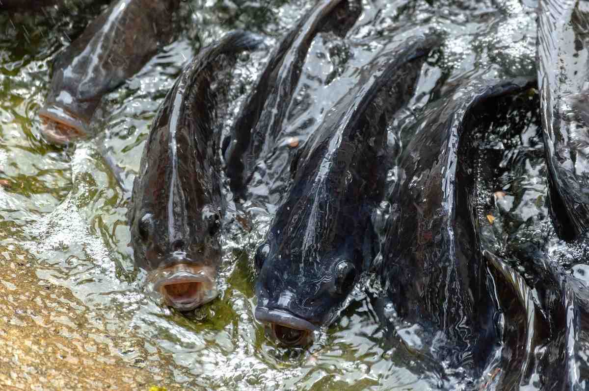 Home Fish Farming in India A Full Guide Agri Farming