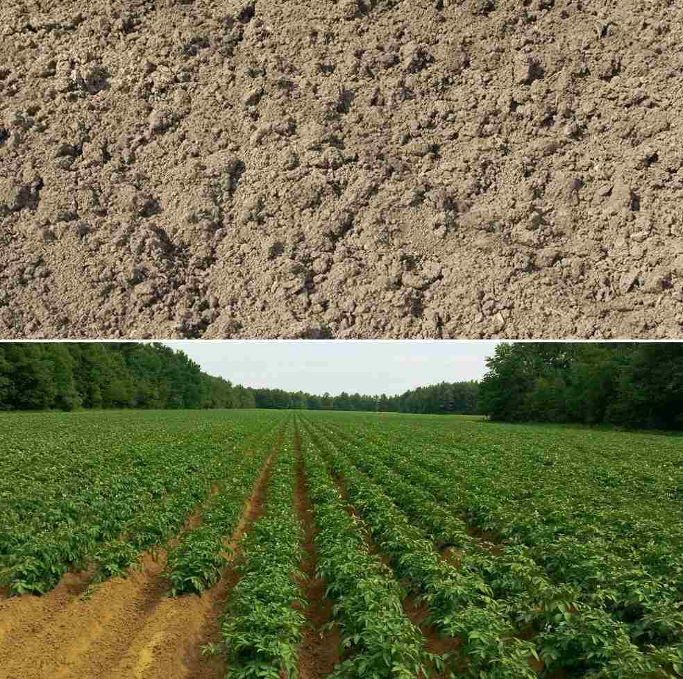 Crops Suitable for Silt Soil and Properties of Slit Soil Agri Farming