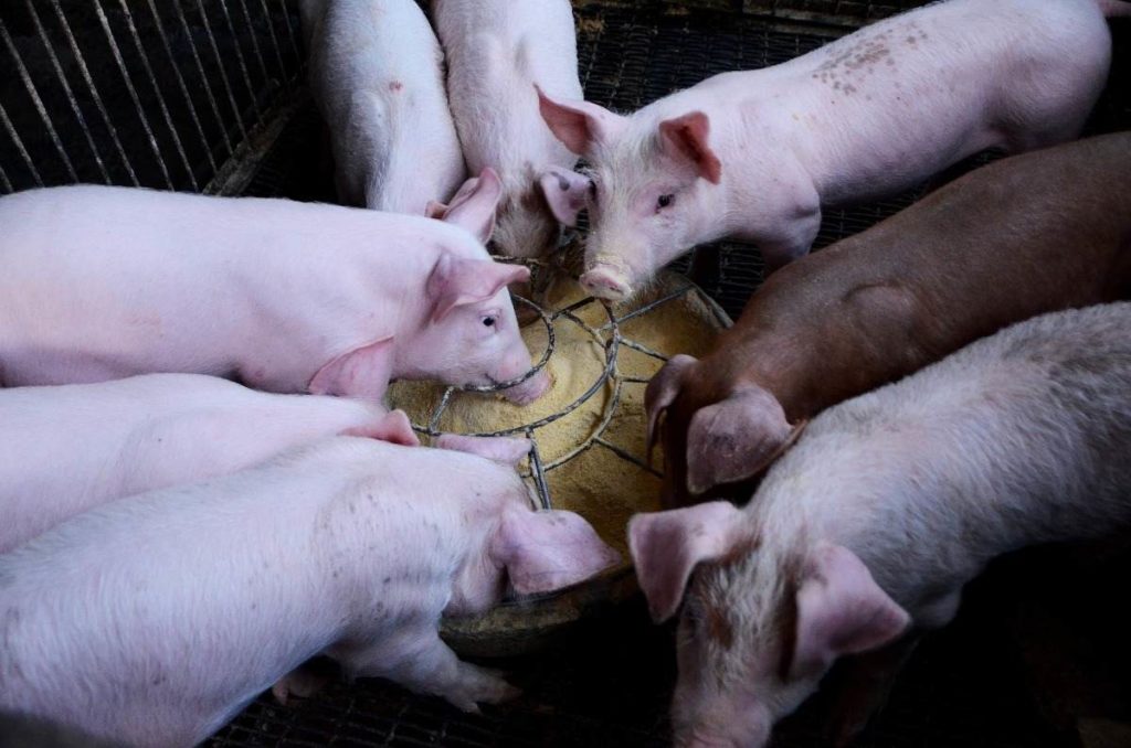 Pig Feed Formulation; Types of Pig Feed A Full Guide Agri Farming