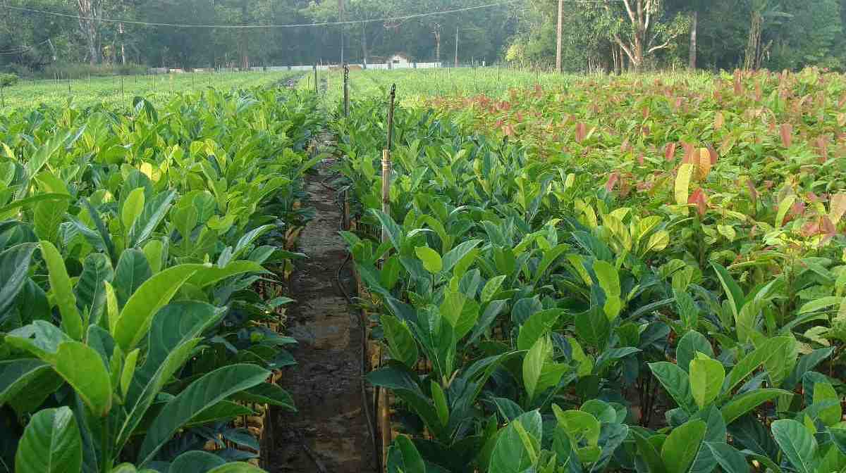 Plant Nursery Project Report for Bank Loan in India Agri Farming