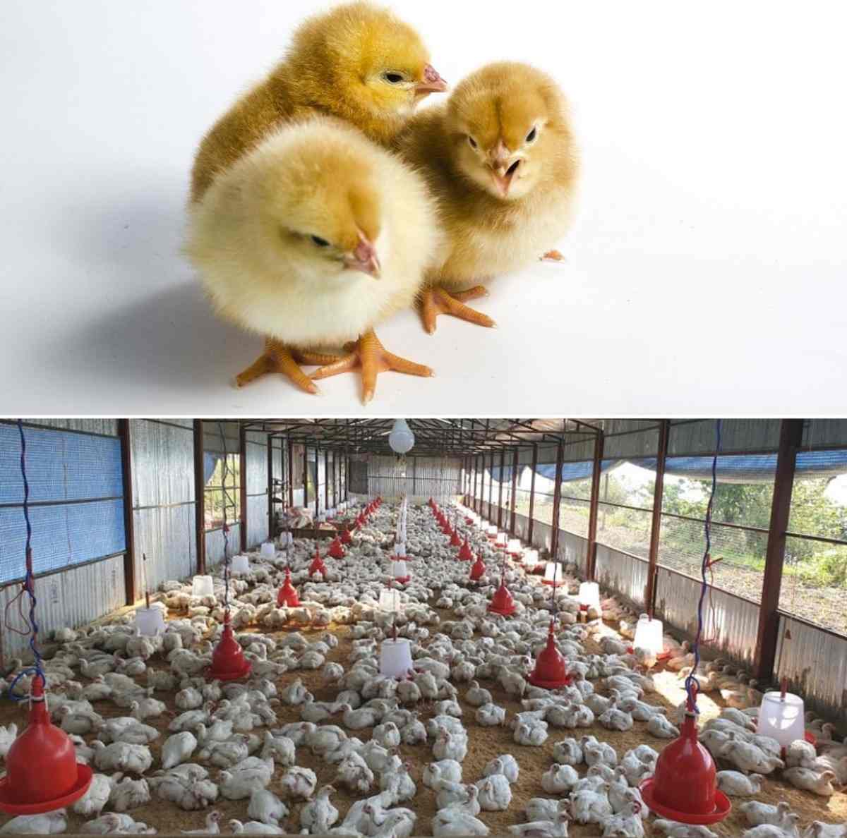 Poultry Farm Subsidy, NABARD, PVCF Schemes in India Agri Farming