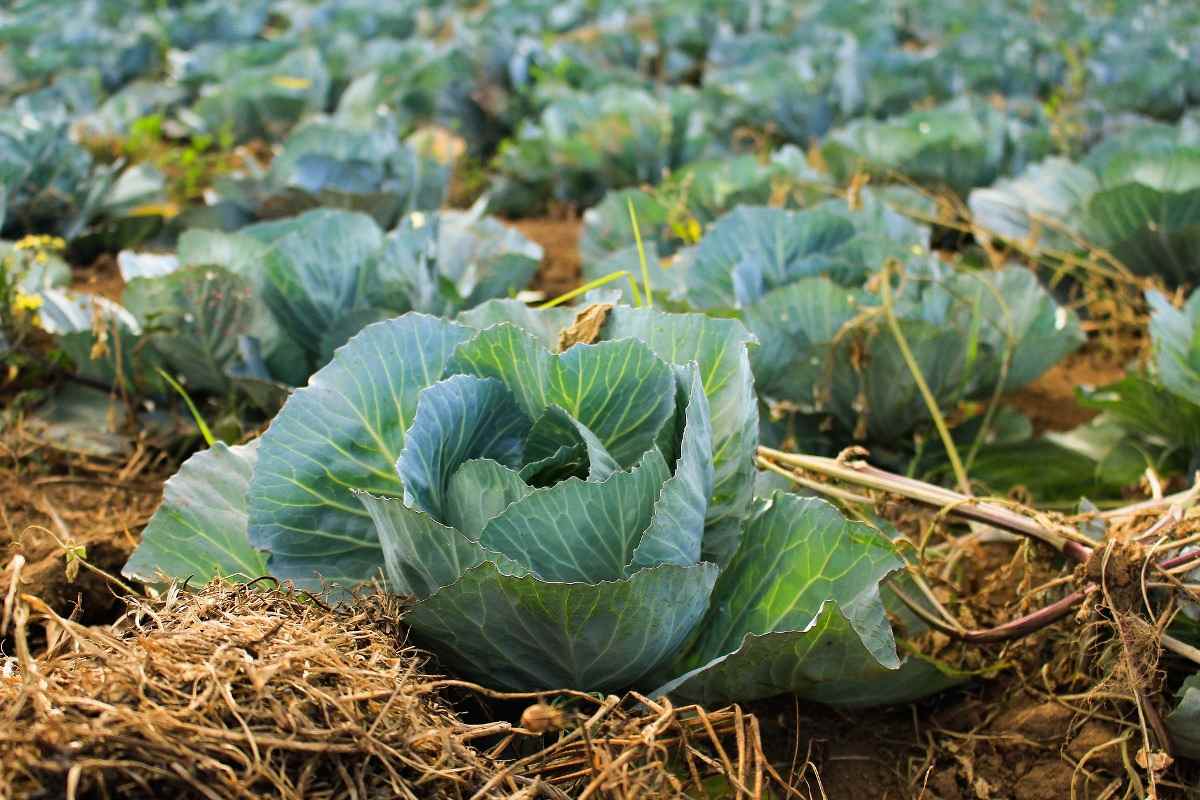 Ecological Farming Benefits, Principles, Objectives Agri