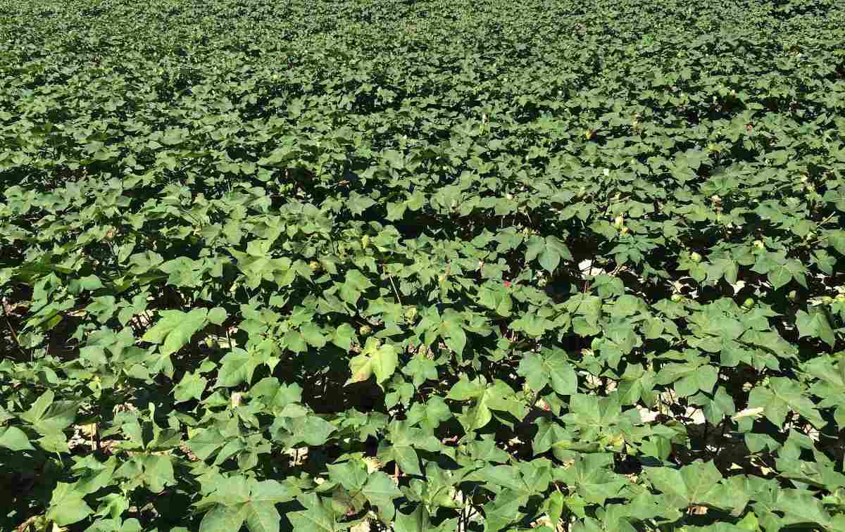 Cotton Seed Germination Period, Temperature, Process Agri Farming