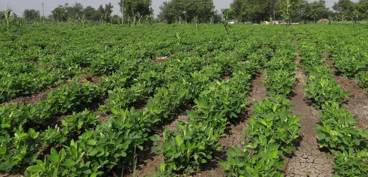 Groundnut Seed Germination, Time, Temperature, Process Agri Farming