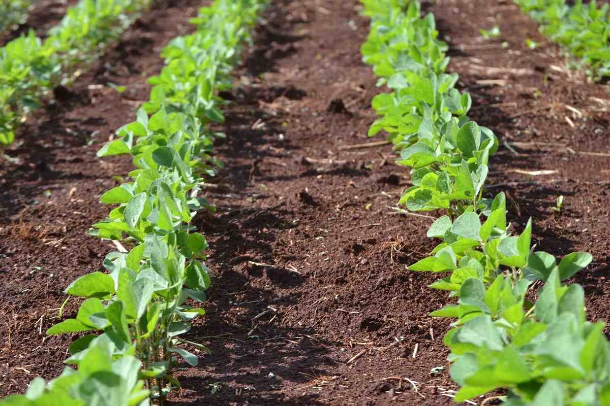 Soybean Seed Germination, Time, Temperature, Process Agri Farming