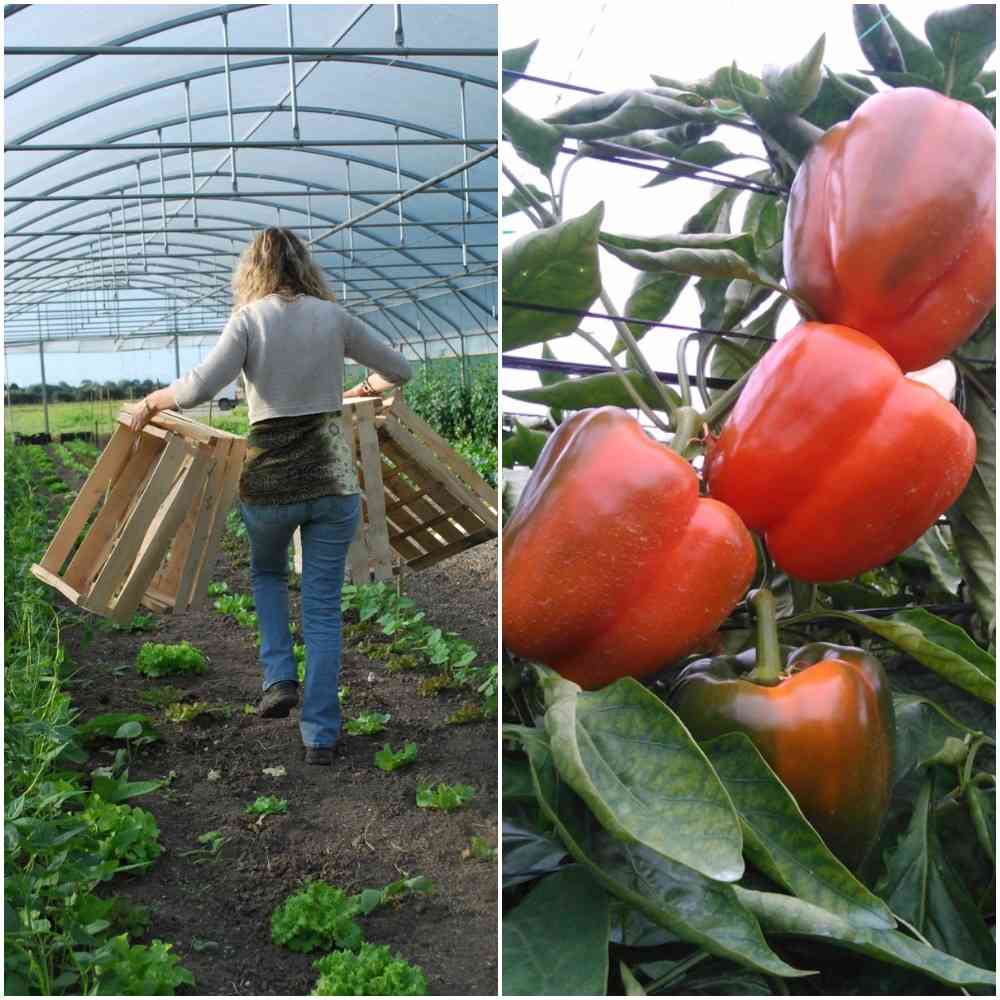 Introducción al cultivo de hortalizas en invernadero. El