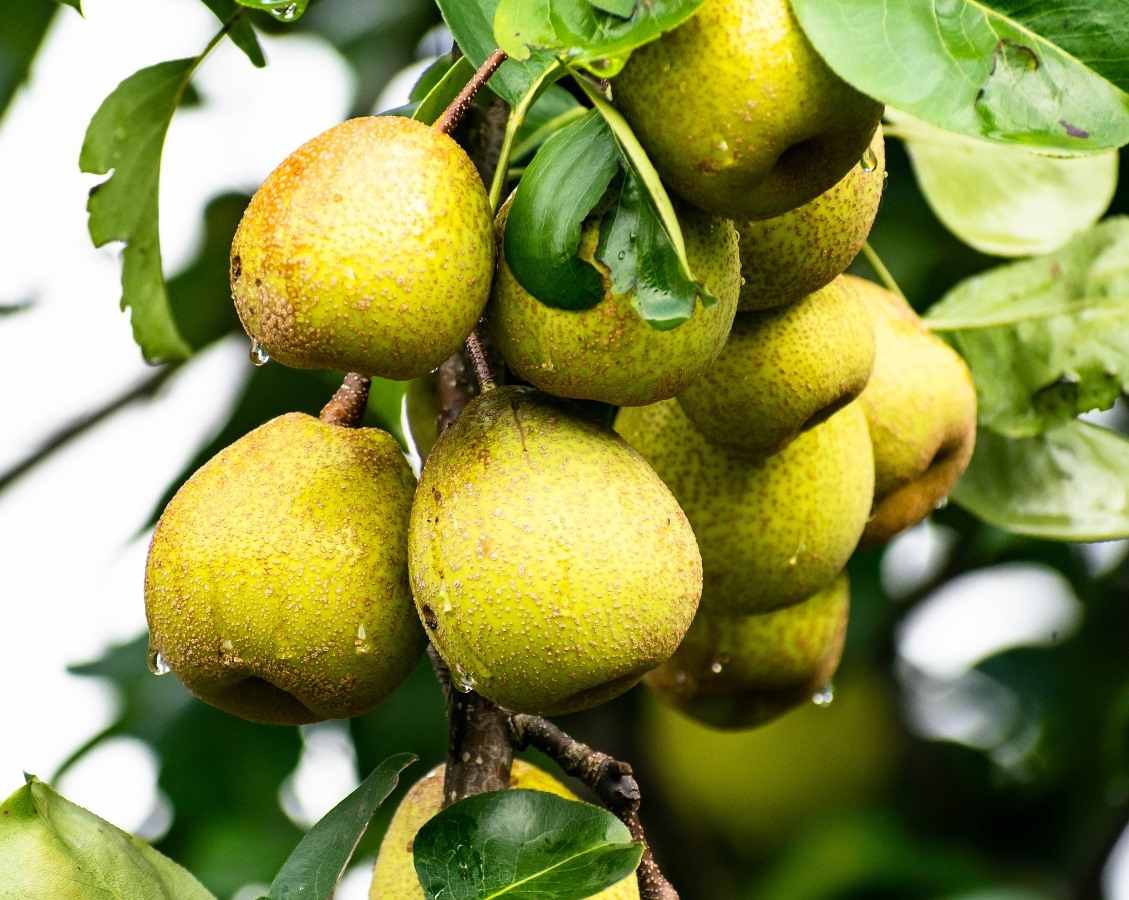 Growing Dwarf Pear Trees A Full Guide Agri Farming