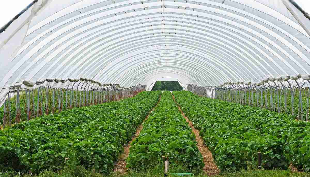 Urban Agriculture in the Philippines, Livestock Agri Farming