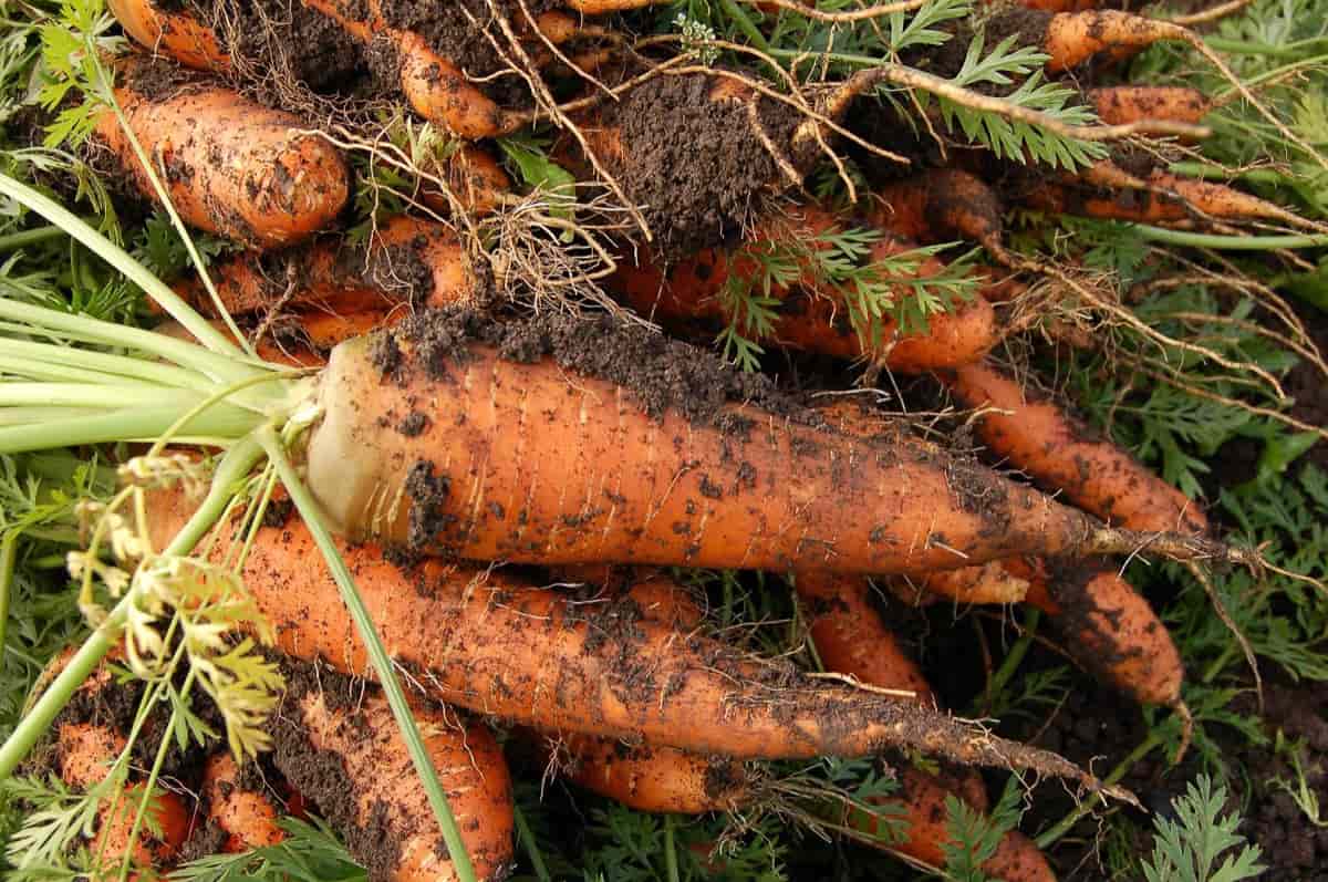 Growing Vegetables in Clay Soil Plants, Crops, and Amending Tips