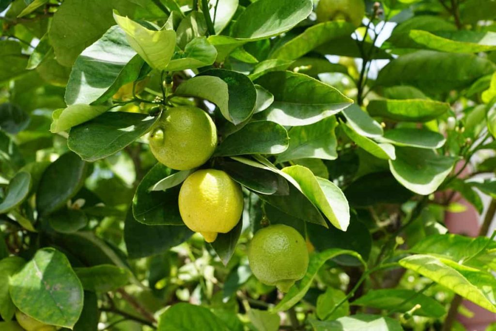 How to Grow Lemon Tree from Seed A StepbyStep Guide for Beginners