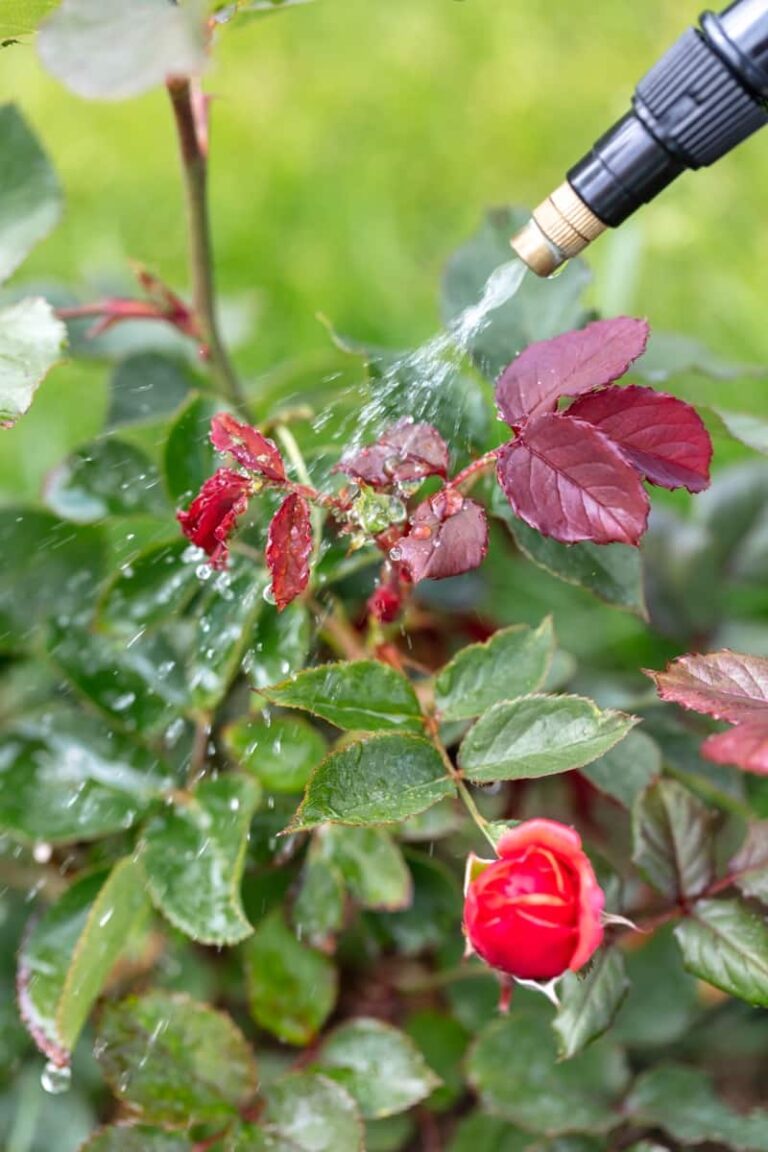 How to Control Aphids on Roses Home Remedies, Naturally, Organic and