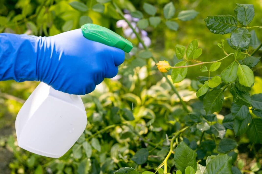 How to Control Aphids on Roses Home Remedies, Naturally, Organic and