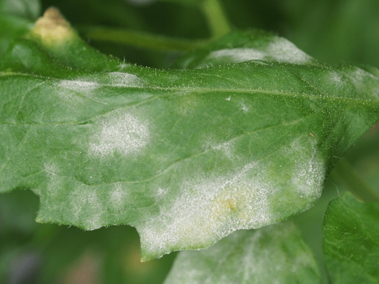 Powdery Mildew