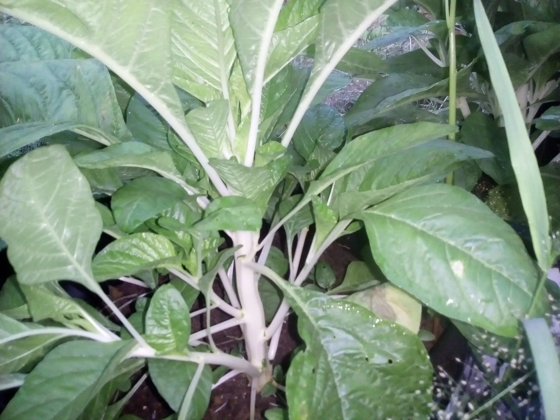 Amaranthus Milky Seeds Online Pal Cheera Seeds