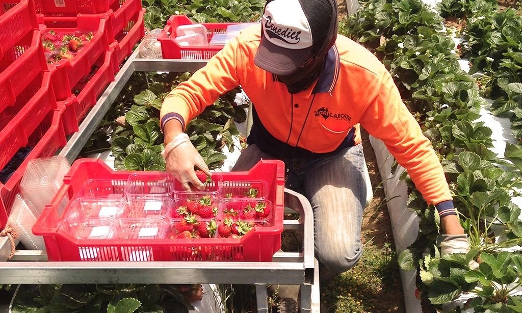 Robots in Agriculture Rise of the Machines? Agri Labour Australia