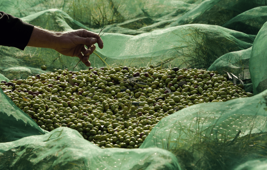 rete raccolta olive Olirete Agrintech reti e tessuti per l'agricoltura