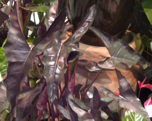 Alocasia princeps 'Purple Cloak' Elephant Ear from AgriStarts