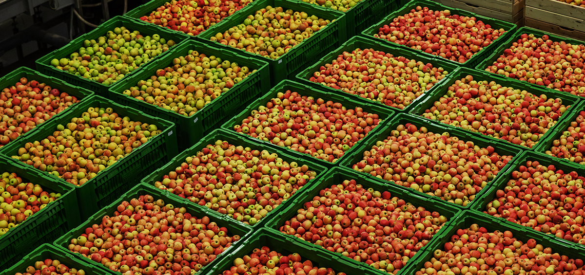 Farm Practices to Preserve Fruit Quality After Harvesting AGRIVI