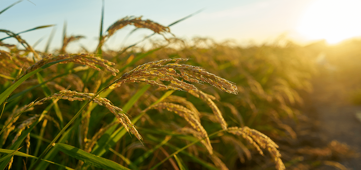 Sustainable Farm Practices for Rice Farming AGRIVI