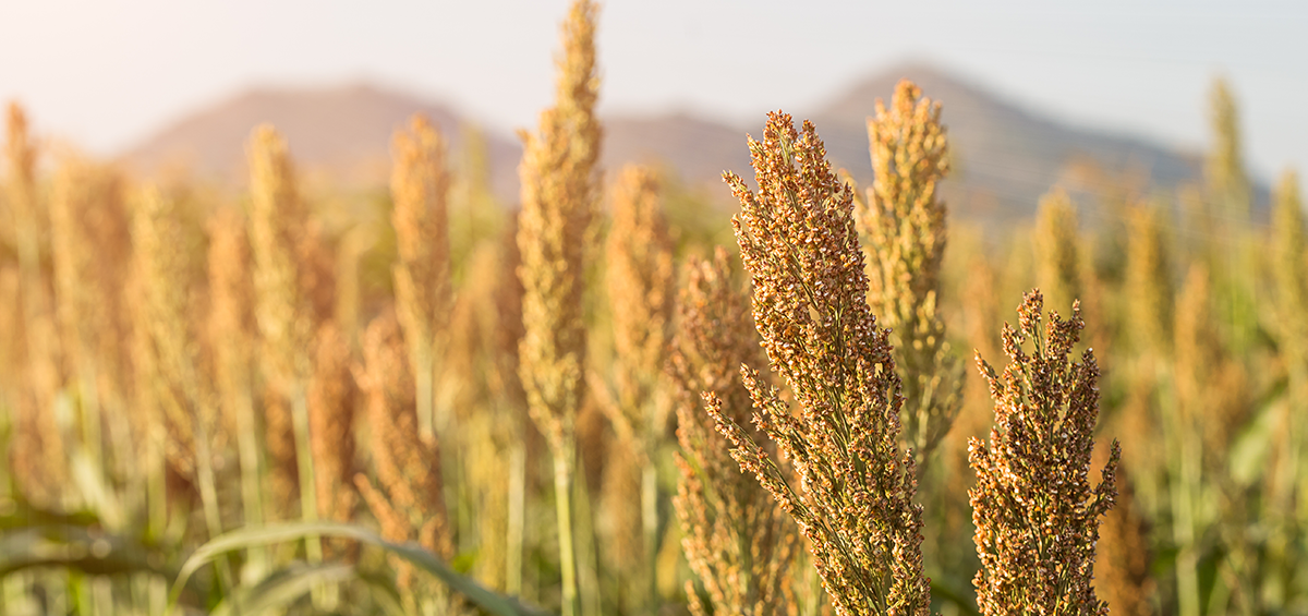 Millet Ancient Grain Responsible for Society as We Know It