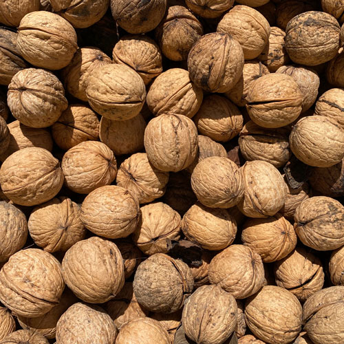 Enhance walnut yields through soil and foliar nutrient program AgroK