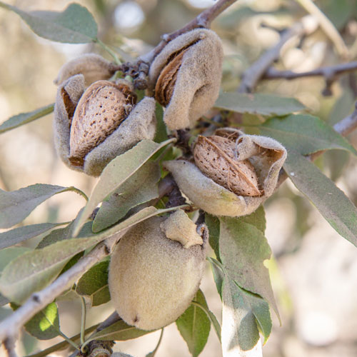 Increase Nut Quality and Yield by Improving Late Season Nutrient Uptake