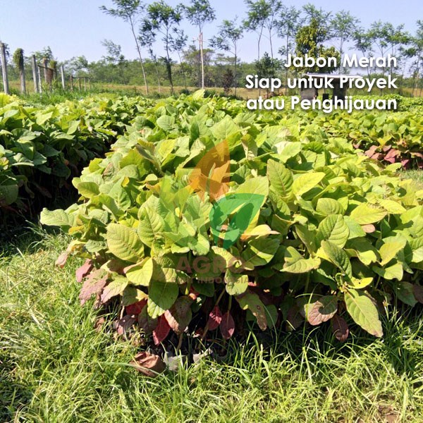 Jual Bibit Jabon Merah Super
