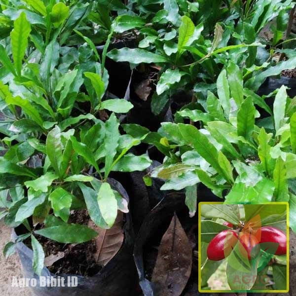 Jual Bibit Buah Ajaib / Miracle Fruit 25 Cm UP Agro Bibit ID