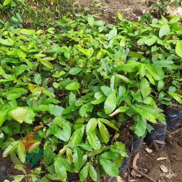 Jual Bibit Matoa Jumbo asal Biji Agro Bibit ID