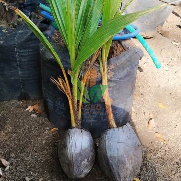 Jual Bibit Kelapa Gading Kuning Agro Bibit ID