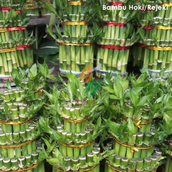Jual Bibit Bambu Cina /Hoki Tingkat 3 Agro Bibit ID