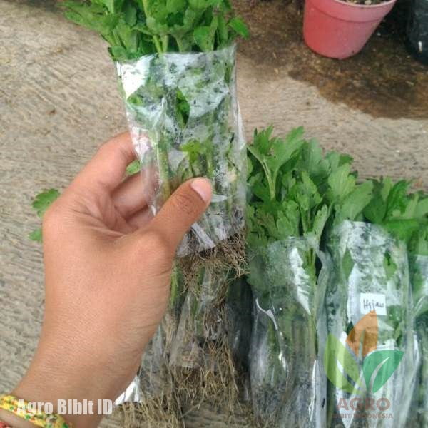 Jual Benih Bunga Krisan Aneka Warna | Agro Bibit ID