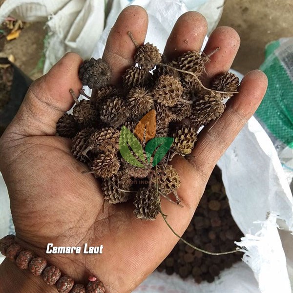 Pengiriman Aneka Biji Tanaman ke Kendari Agro Bibit ID