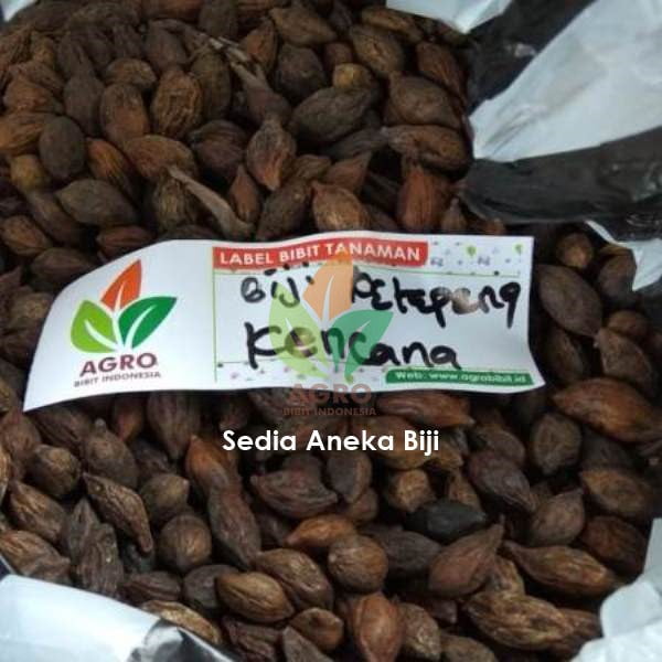 Jual Biji Ketapang Kencana Unggul Agro Bibit ID