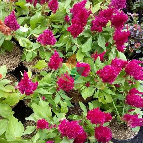 Jual Bibit Bunga Jengger Ayam Ungu Agro Bibit ID