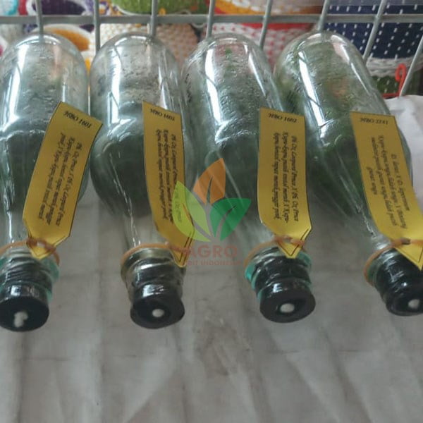 Jual Bibit Anggrek Botol Dendrobium Agro Bibit ID