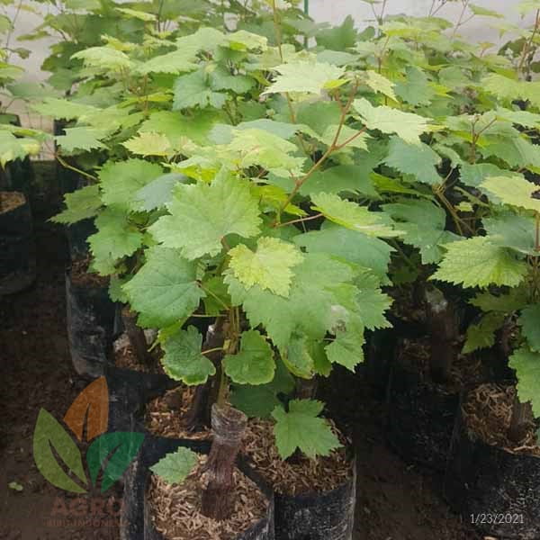 Jual Bibit Anggur Import Red Long Seedless Agro Bibit ID